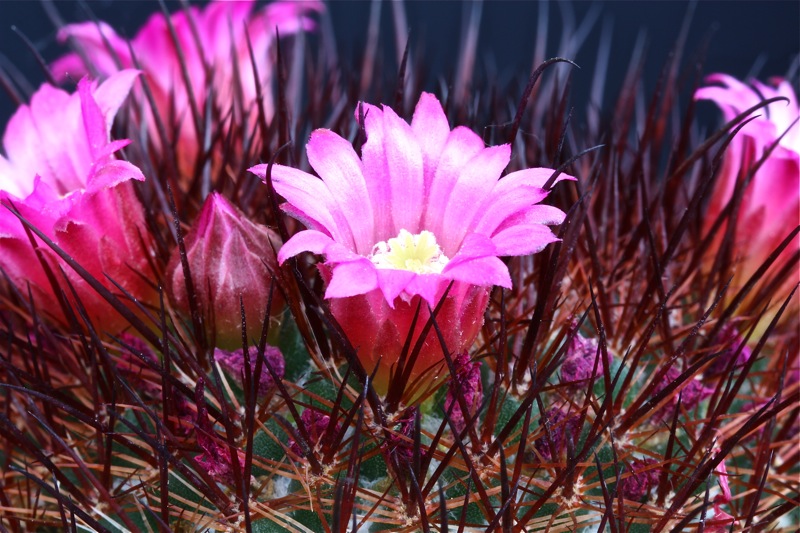 Mammillaria spinosissima cv. rubra 