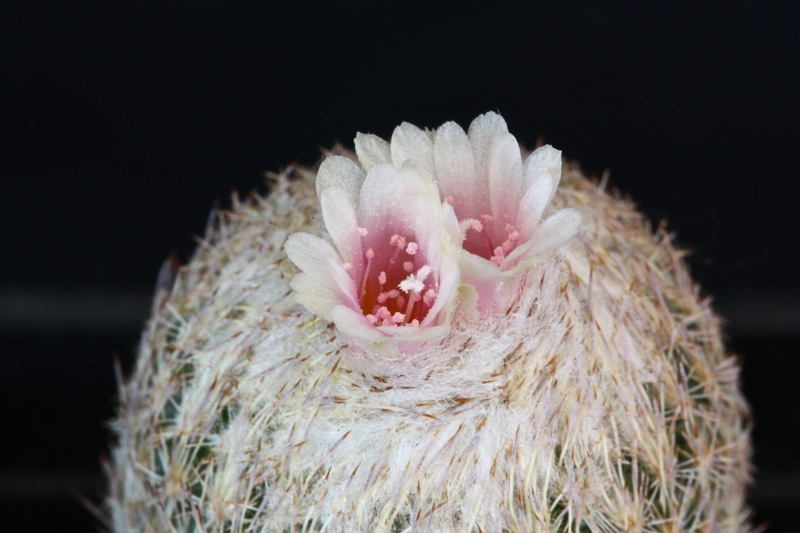 Epithelantha dickisoniae 