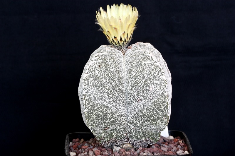 Astrophytum myriostigma f. quadricostatum cv. onzuka 