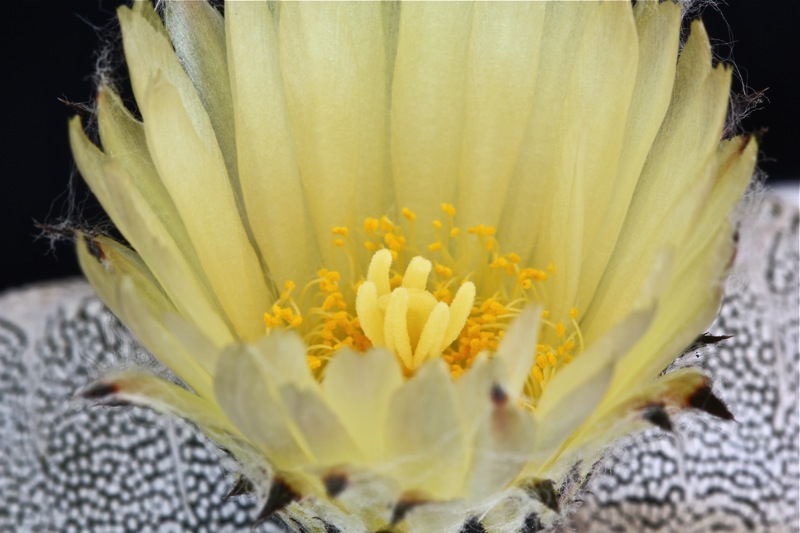 Astrophytum myriostigma f. quadricostatum cv. onzuka 