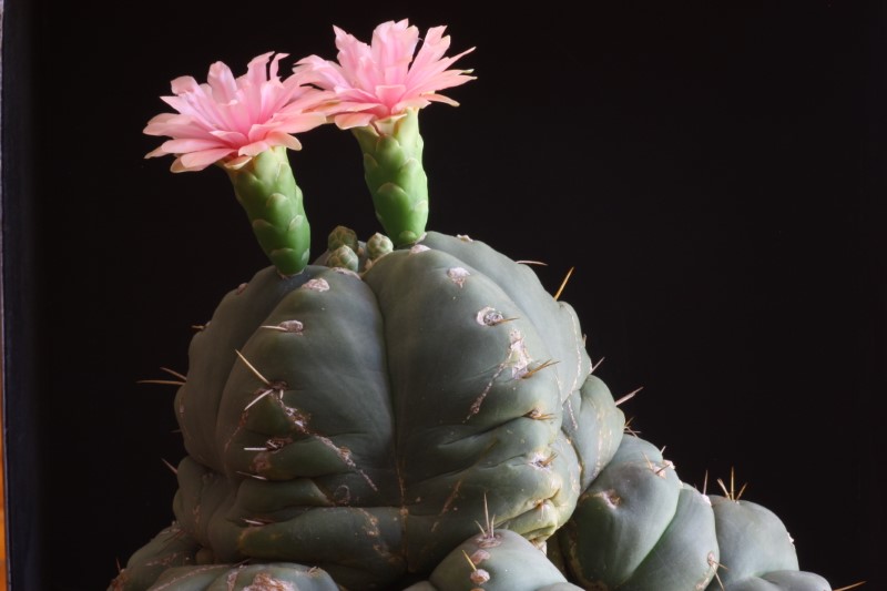 gymnocalycium horstii ssp. buenekeri