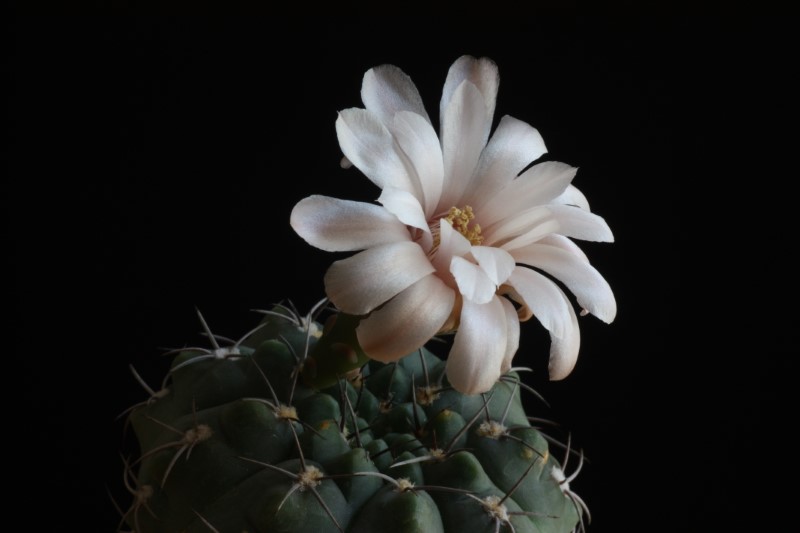 Gymnocalycium ferrarii 