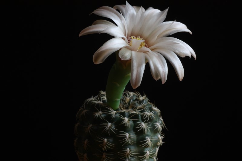 Gymnocalycium parvulum 