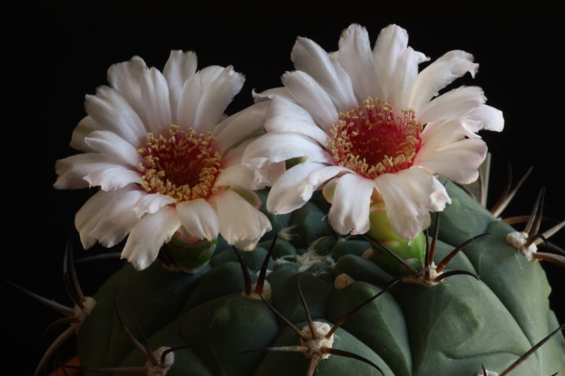 Gymnocalycium pflanzii 