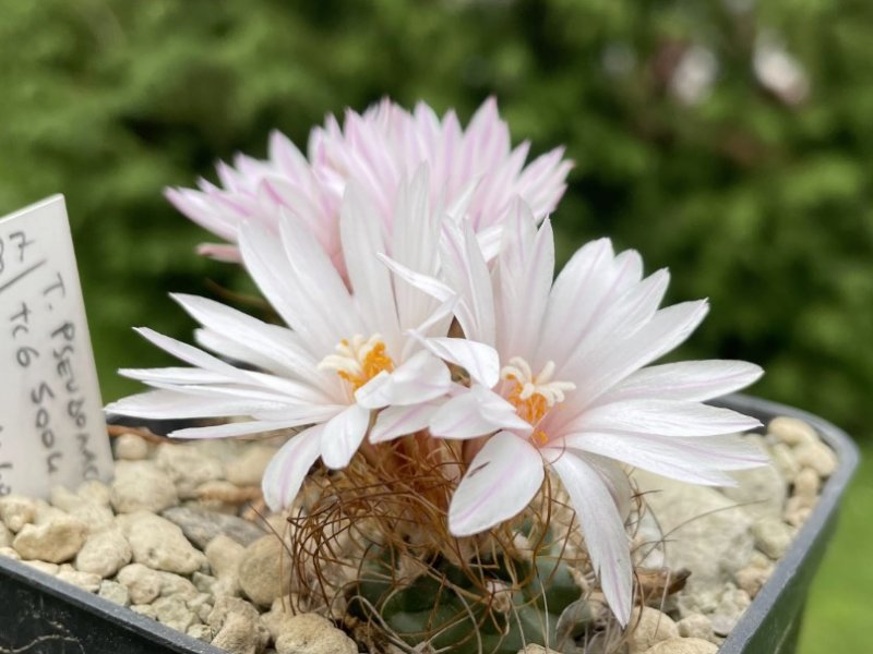 turbinicarpus pseudomacrochele