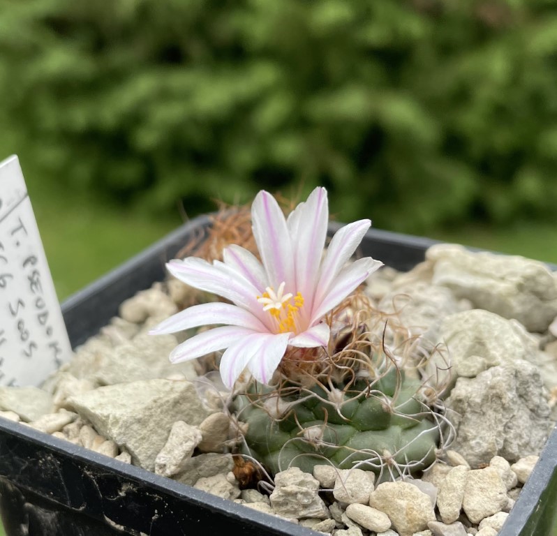 Turbinicarpus pseudomacrochele TCG 5005