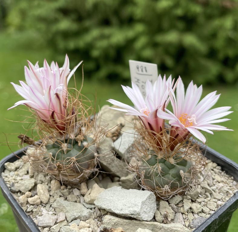 Turbinicarpus pseudomacrochele TCG 5003