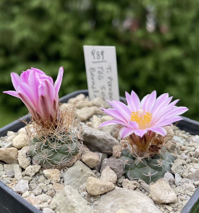 Turbinicarpus pseudomacrochele TCG 5001