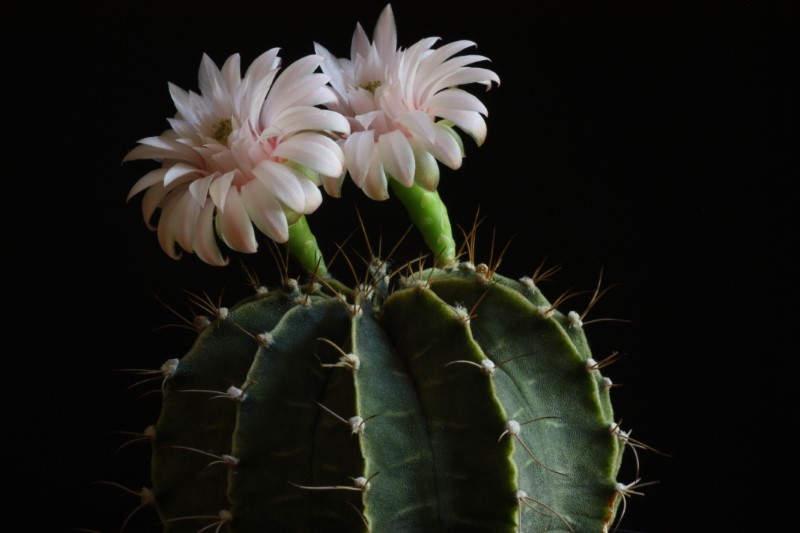 gymnocalycium stenopleurum