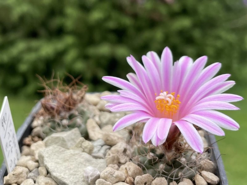 Turbinicarpus pseudomacrochele TCG 5011