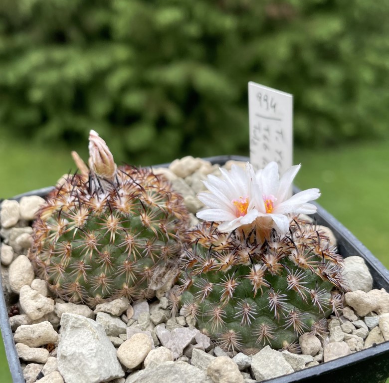 Turbinicarpus saueri ssp. ysabelae TCG 48001