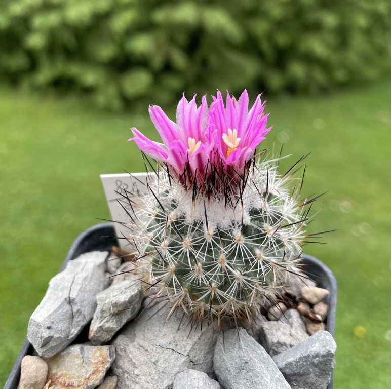 Turbinicarpus subterraneus ssp. booleanus 