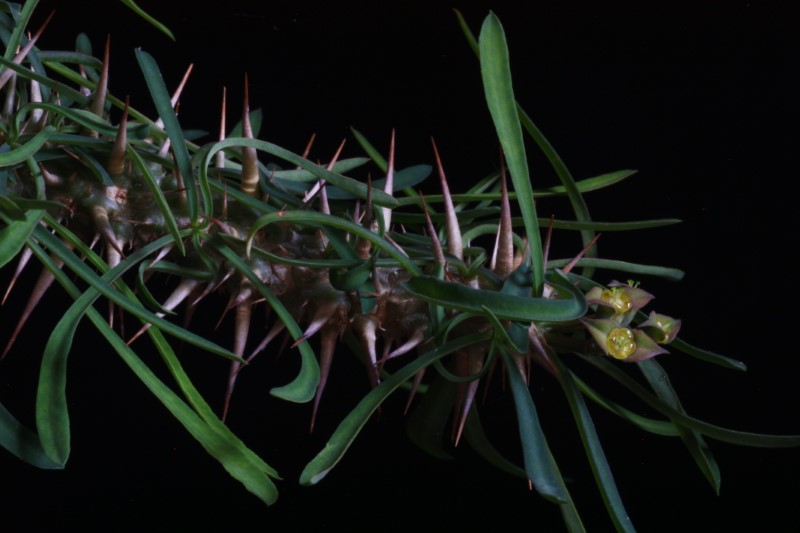 Euphorbia rossii 