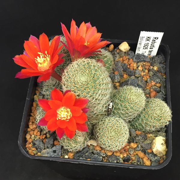 Rebutia theresae KK1925