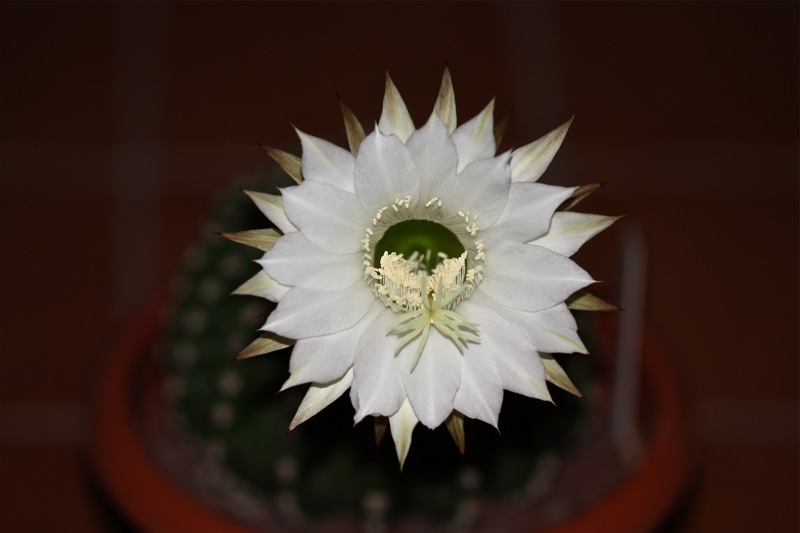 Echinopsis eyriesii 