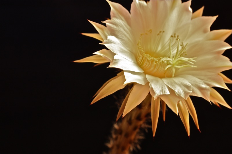 Echinopsis eyriesii 