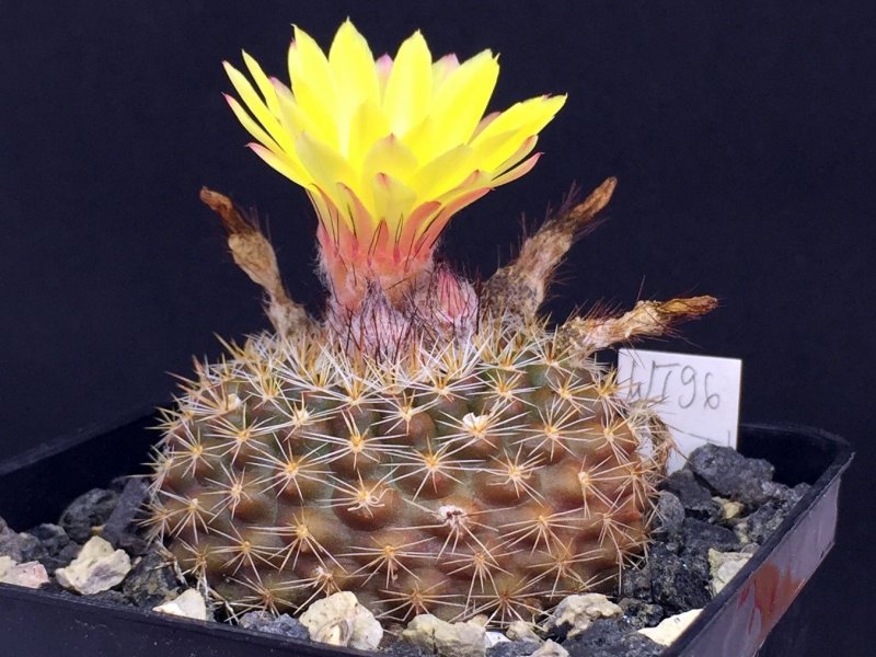 Parodia tillii WT96