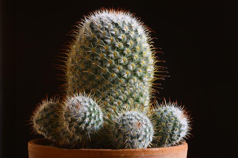 Mammillaria bombycina 