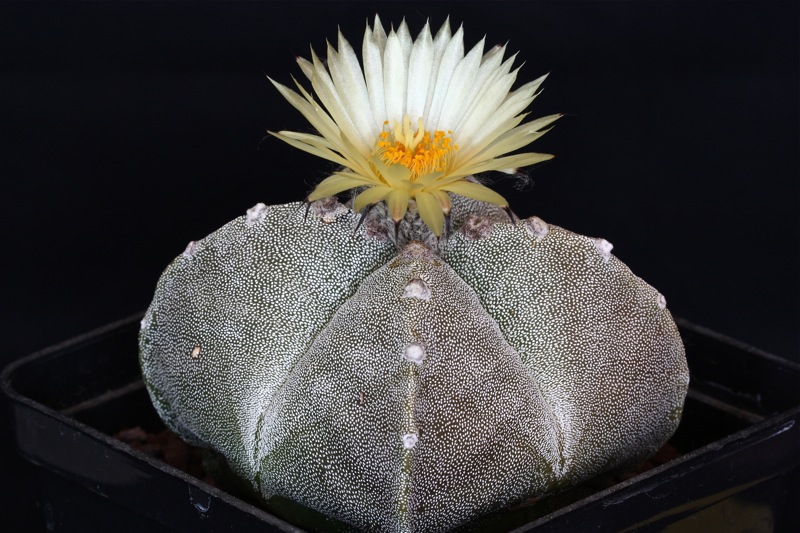 Astrophytum myriostigma v. quadricostatum 