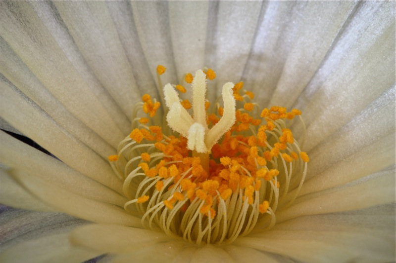 Astrophytum myriostigma v. quadricostatum 