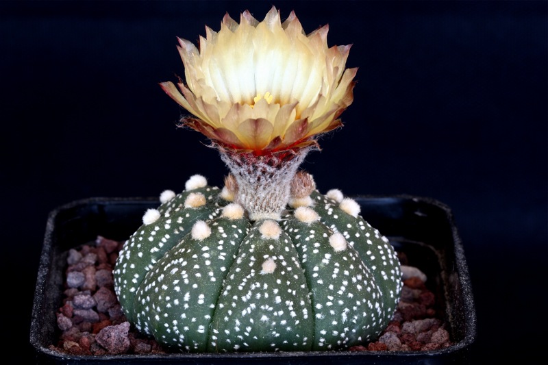 Astrophytum asterias 