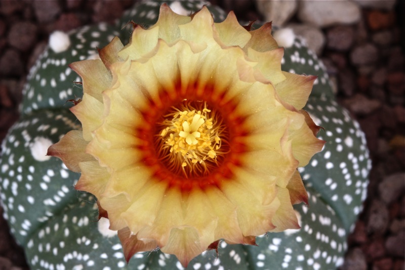 Astrophytum asterias 