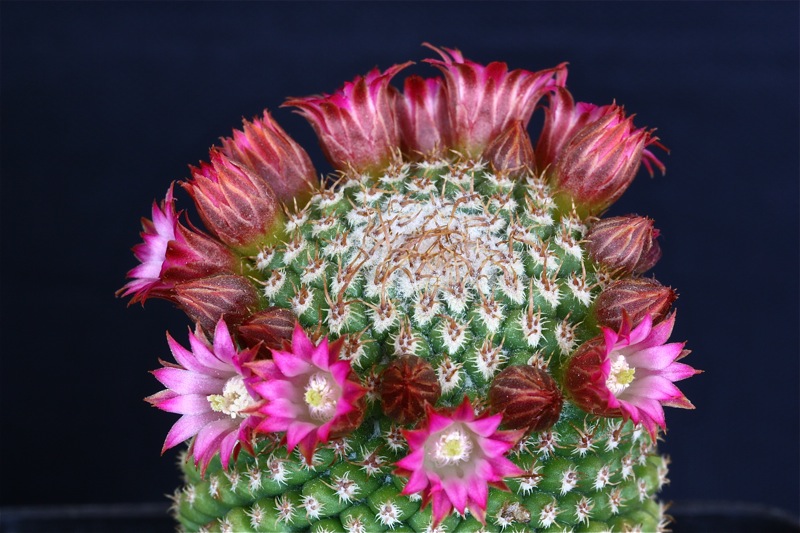 Mammillaria magnifica f. inermis 