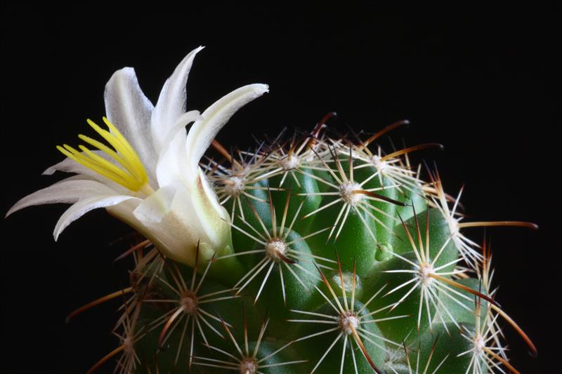 Mammillaria hutchisoniana ssp. louisae 
