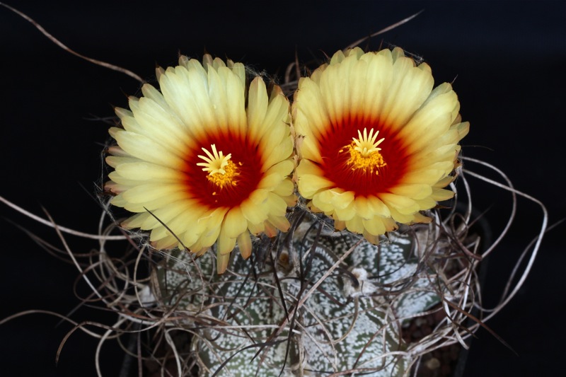 Astrophytum capricorne v. minor 