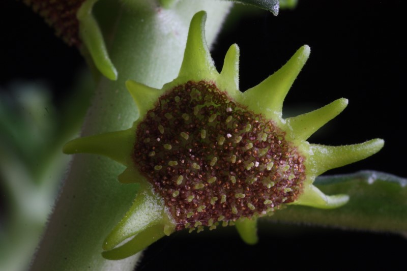 Dorstenia hildebrandtii f. crispa 