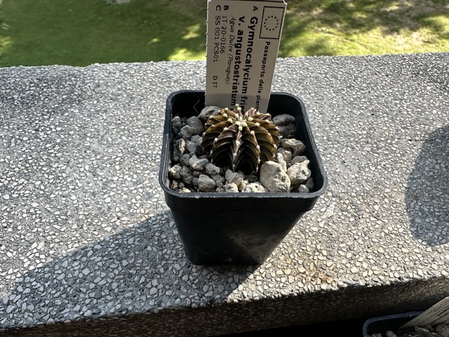 Gymnocalycium friedrichii v. angustostriatum 
