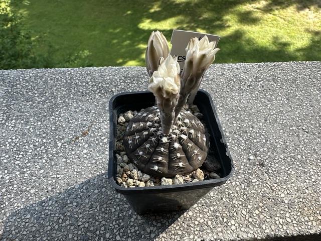 gymnocalycium ragonesei