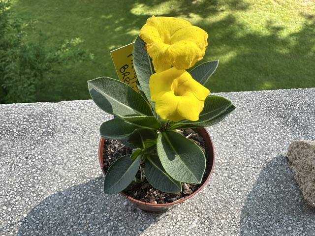 pachypodium brevicaule
