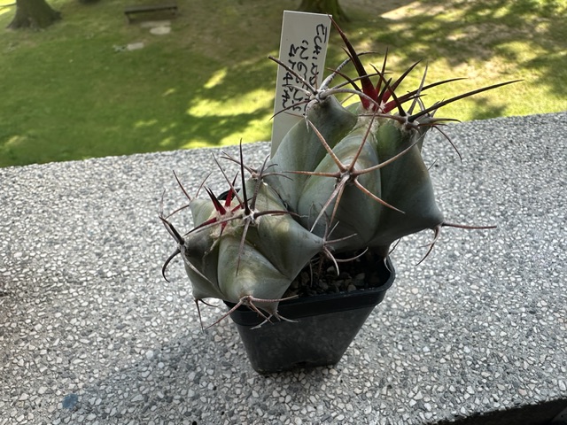 Echinocactus ingens 