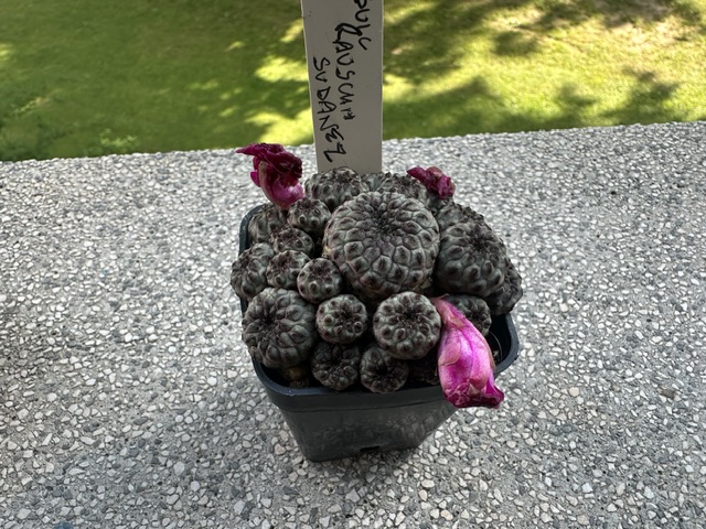 sulcorebutia rauschii