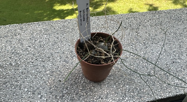 Drimia intricata 