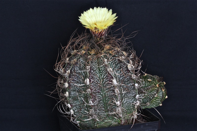 Astrophytum capricorne 