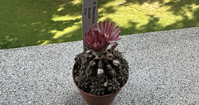 Neoporteria occulta 