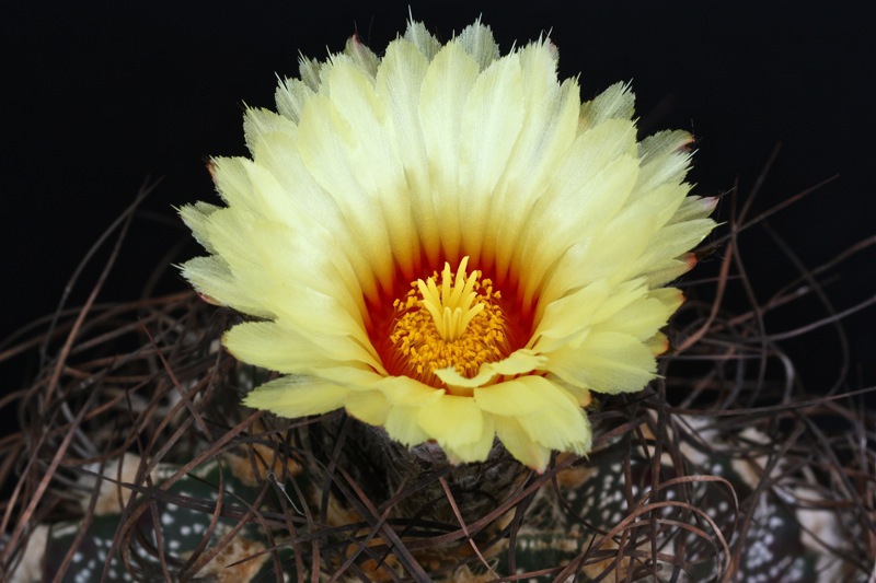 Astrophytum capricorne 