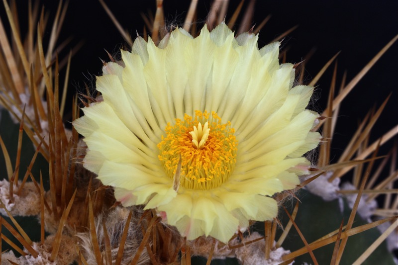 Astrophytum ornatum 