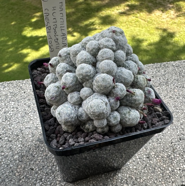 mammillaria humboldtii v. caespitosa
