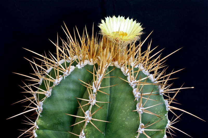 Astrophytum ornatum 