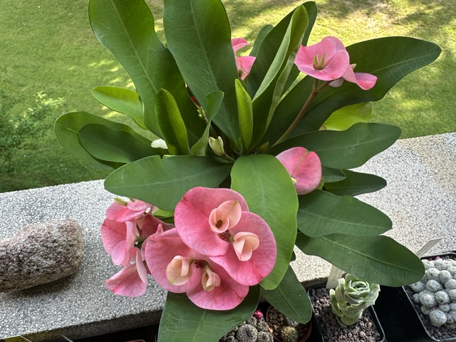 Euphorbia milii 