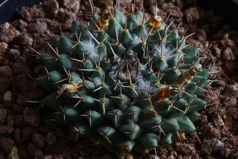 Mammillaria lloydii 