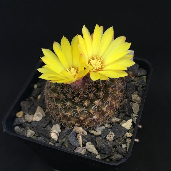 Parodia tillii WT96