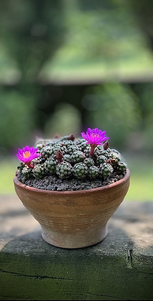 Mammillaria saboae ssp. roczekii  