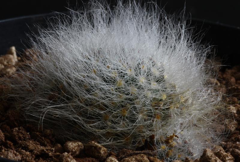 Mammillaria scheinvariana 