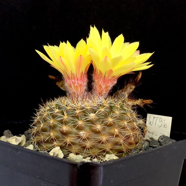 Parodia tillii WT96