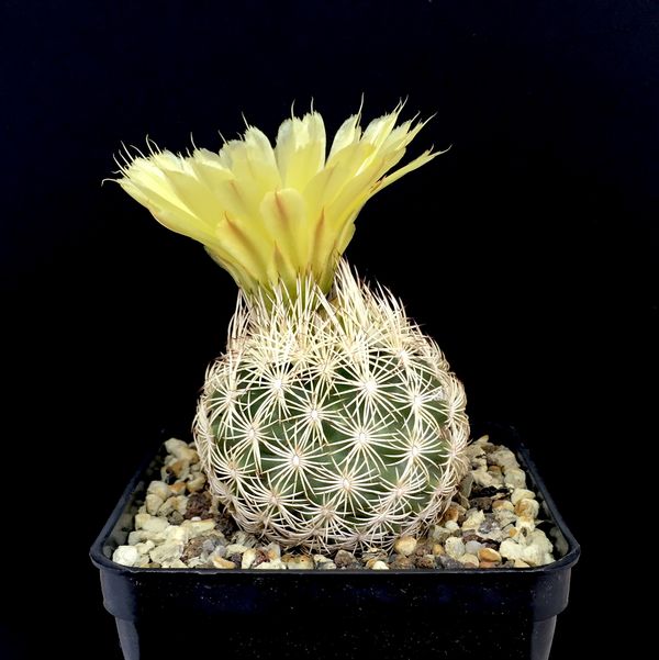 Coryphantha echinus SB377