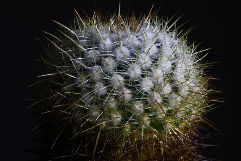 Mammillaria discolor ssp. esperanzaensis 